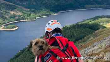 Missing dog found alive after 19 days as rescuers hear barking on Lake District mountain