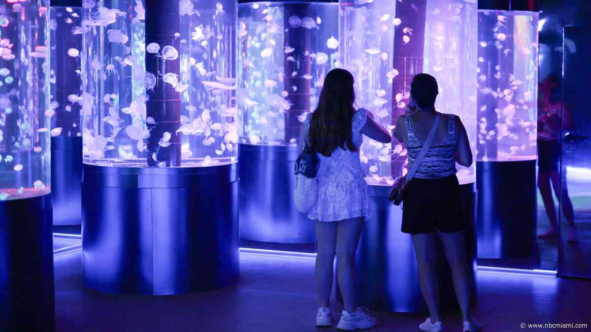 Florida's Jellyfish Museum is dedicated solely to the mesmerizing floating predators