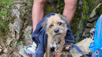 Mountain rescue saves dog missing for 19 days after hearing 'barking from gully'