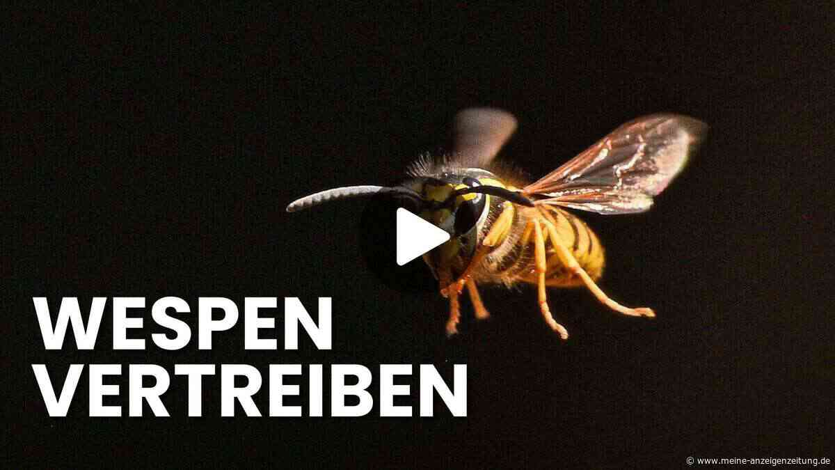 Wespen am Tisch: Diese sanften Methoden vertreiben die Plagegeister wirklich