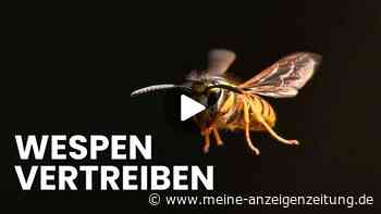 Wespen am Tisch: Diese sanften Methoden vertreiben die Plagegeister wirklich