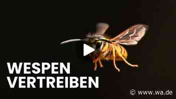 Wespen am Tisch: Diese sanften Methoden vertreiben die Plagegeister wirklich