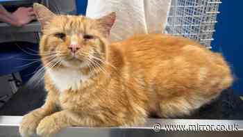 Missing cat found 86 miles away from home almost one year after he disappeared