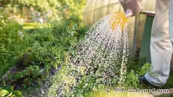 Number of back injuries among people trying to save parched gardens soars as a result of the hosepipe ban