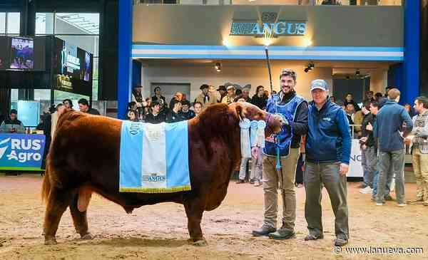 Récord argentino: vendieron la mitad de un toro criado en la zona en $300 millones