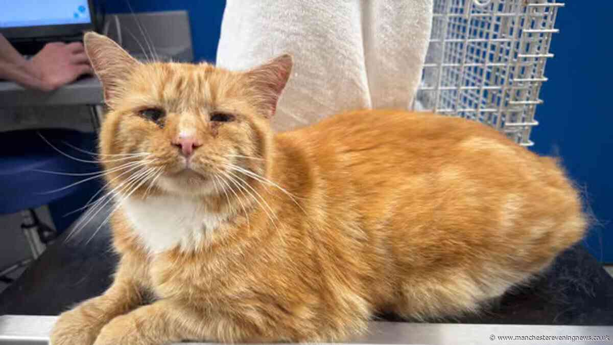 Missing cat found alive 86 miles from home after year living with feral colony