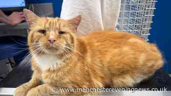 Missing cat found alive 86 miles from home after year living with feral colony