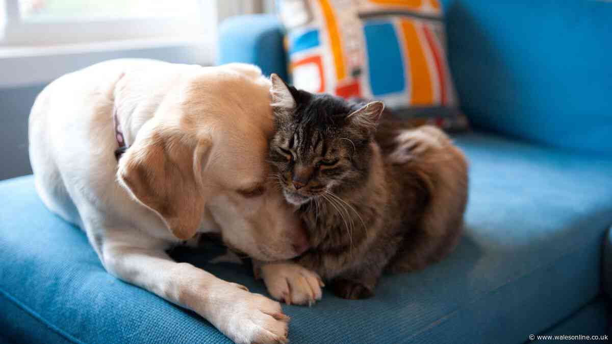 'Best on market' free treatment has cats and dogs 'flea free'