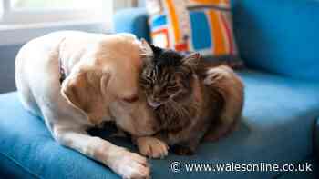'Best on market' free treatment has cats and dogs 'flea free'