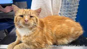 'Flood of tears' as missing cat is found 86 miles from North East home after a year