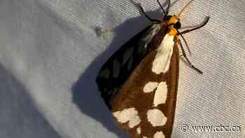 Watershed group surveying moths in Fredericton