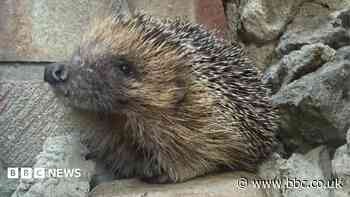 Stuck hedgehog saved in 'miracle' wall rescue