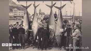 Could giant tuna fishing be set for a comeback?