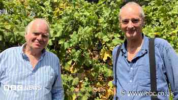 The unlikely vineyard inside a London railway station