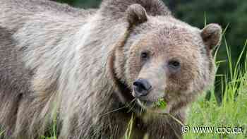 More grizzly bears killed in 2024 than any other year on record in Alberta