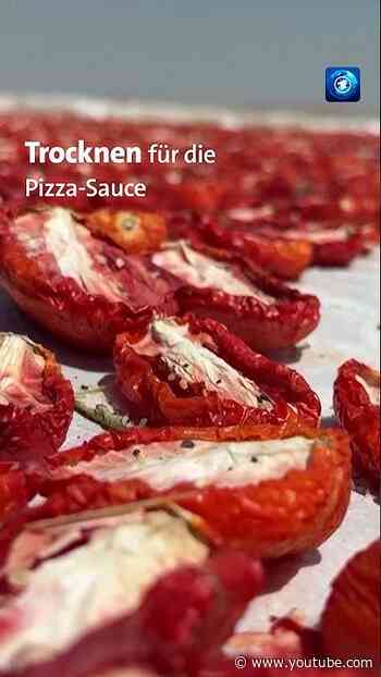Tomatenernte in der Türkei
