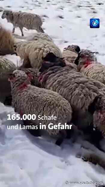 Bolivien: Schnee bedroht Lamas und Schafe #tagesschau #nachrichten #bolivien #schafe #lamas