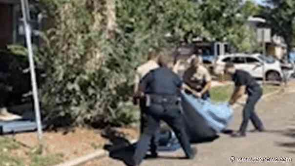 WATCH: Young bear takes rough tumble from Denver tree after wildlife officers tranquilize it