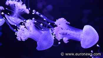 First jellyfish museum in the US opens in Pompano Beach