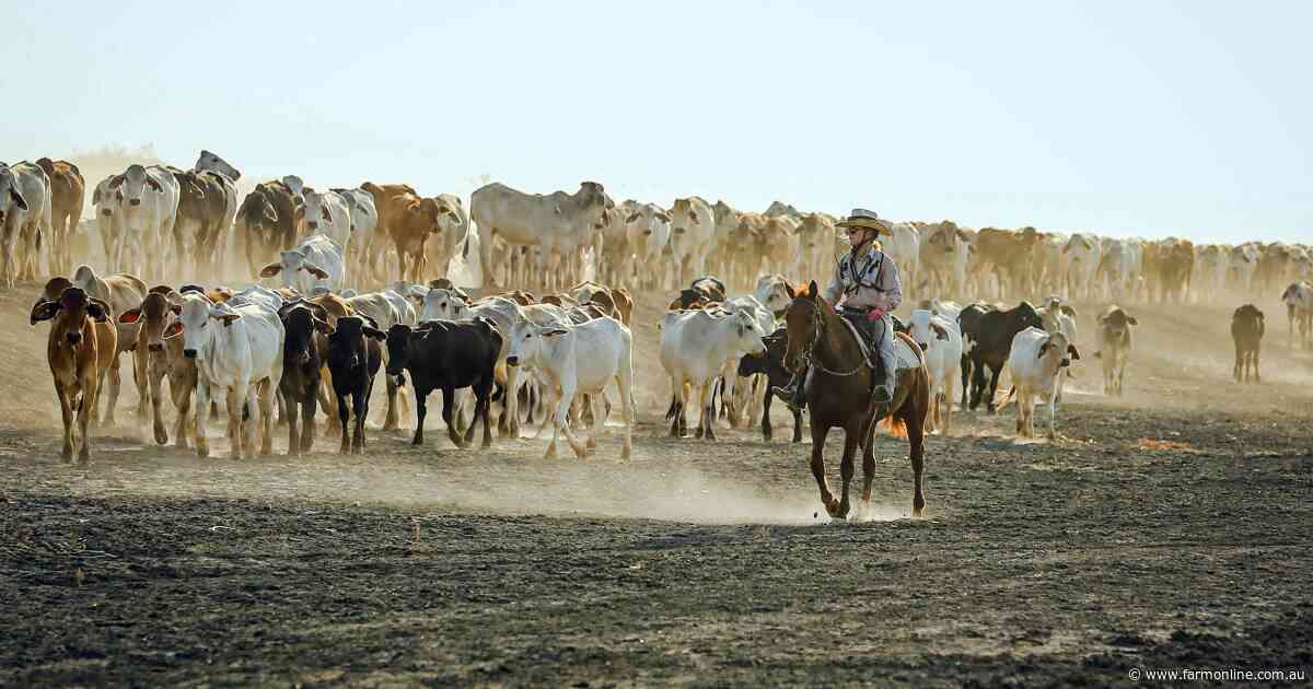 Outright sale or partner wanted for 178,870ha NT/WA cattle station