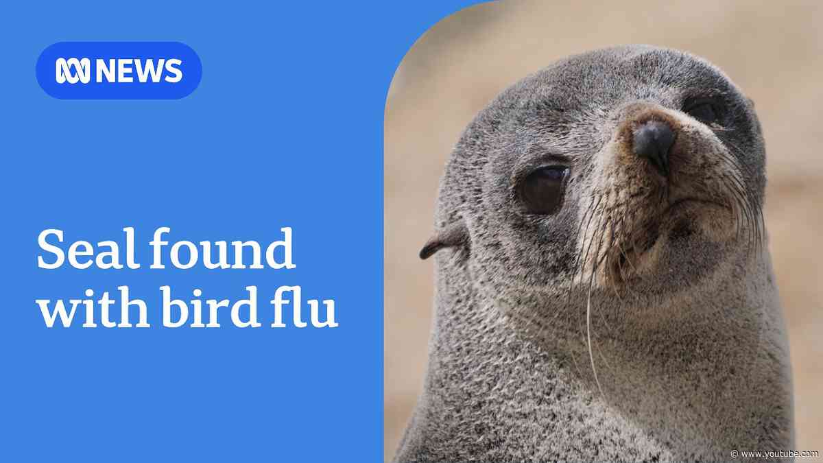 Seal tests positive for H5N1 bird flu in South Australia | ABC NEWS