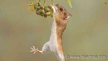 What a fun guy! Sweet mouse stands tall as it tries to reach for food