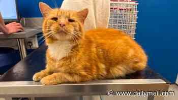 Missing cat named Ginge is found 86 miles away from home... almost a year later