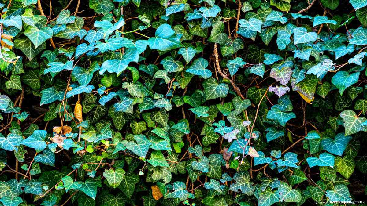 Ivy that is impossible to remove will be gone for good if you do 1 simple task in August