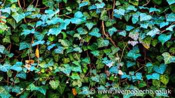 Ivy that is impossible to remove will be gone for good if you do 1 simple task in August