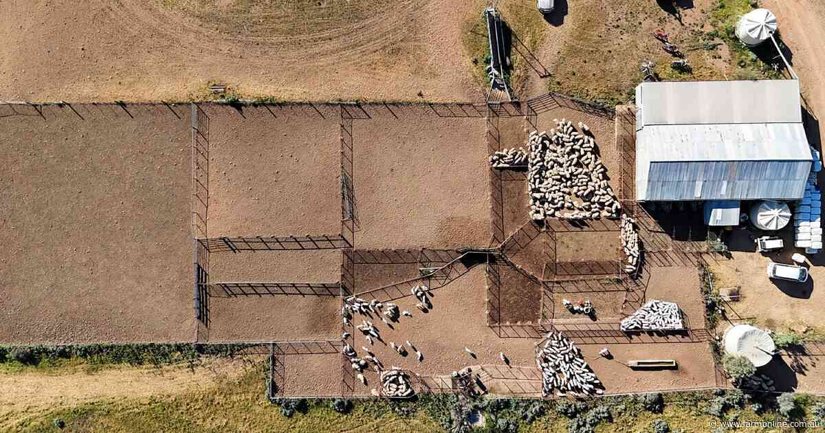 Two more historic sheep stations offered amid 'once-in-a-generation' season