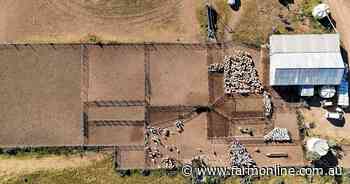 Two more historic sheep stations offered amid 'once-in-a-generation' season
