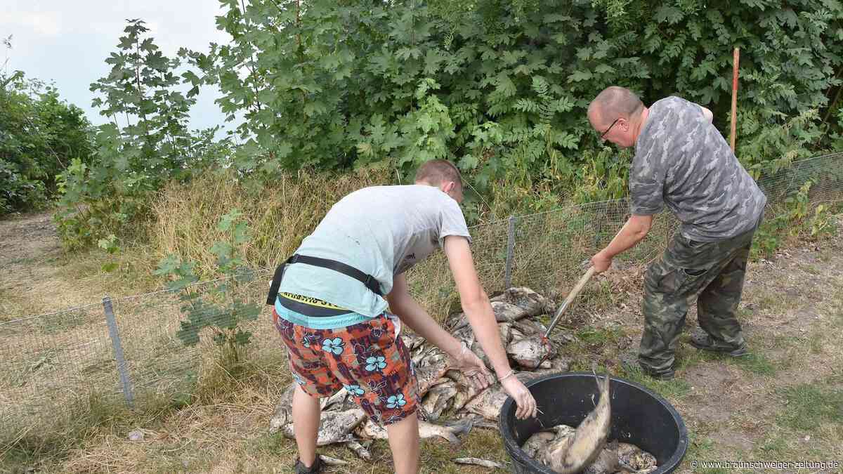 Fischsterben in Wolfsburg: Experten warnen, Verein bietet der Stadt Hilfe an