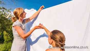 Stained bed sheets will be whiter if you ditch bleach for 1 natural item hotels use