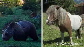 Bär reißt Pony „Pumuckl“ in Tirol: Er ist nicht der einzige in der Region