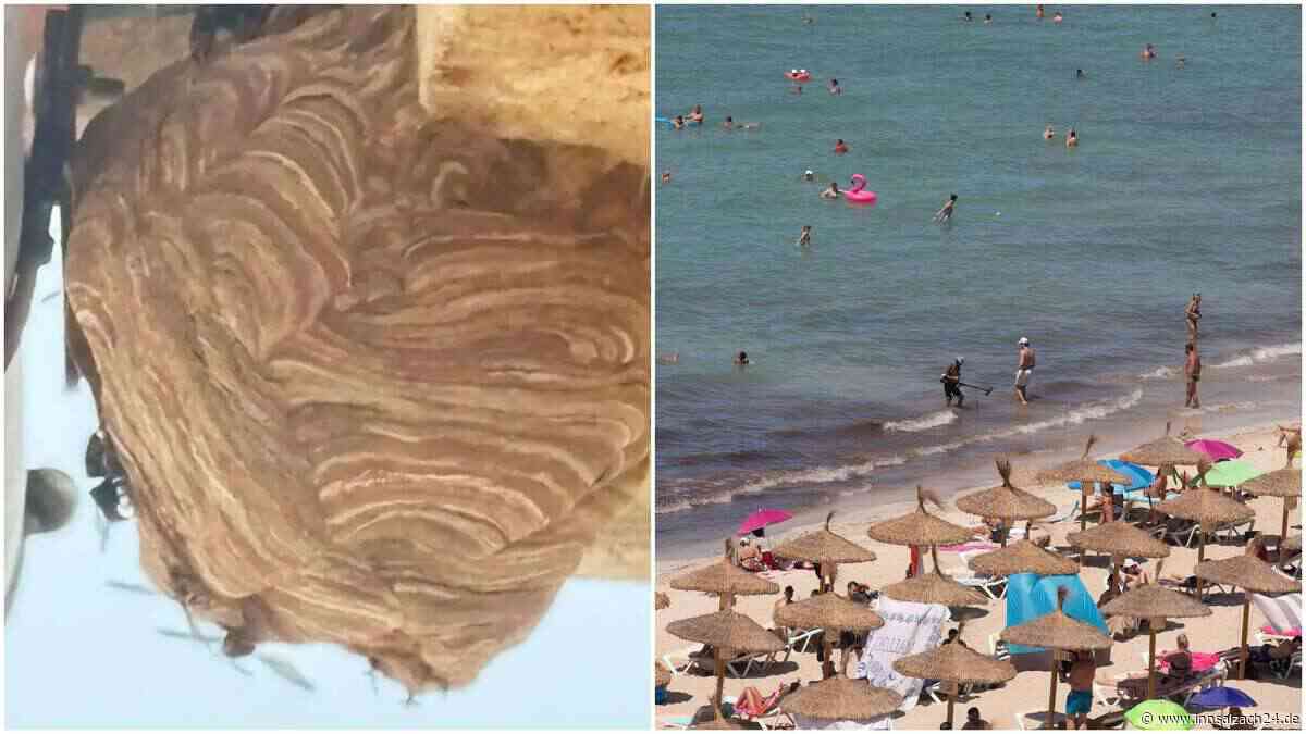 Behörden schlagen Alarm: Zwei gefährliche Wespenarten breiten sich auf Mallorca aus