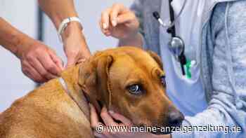 Juckreiz, Magengrummeln & Co. beim Hund: Was kann das sein?