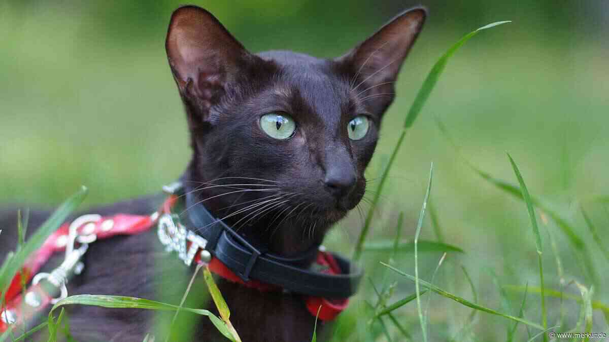 Ideal für Katzenanfänger und Wohnungshaltung: die Havana-Katze