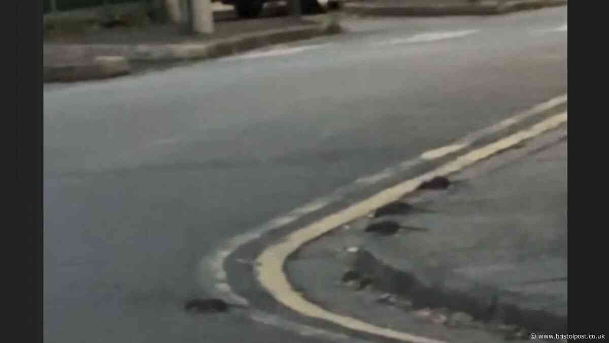 Parents pull children away from plague of rats at Bristol tower block