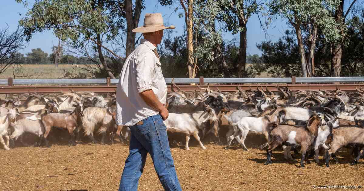 Australia's goatmeat exports stumble, but diversification cushions the fall