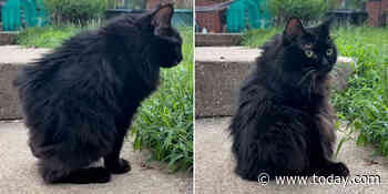 Love Jimothy? Meet Meemers, The Adorable Cat With Short Spine Syndrome