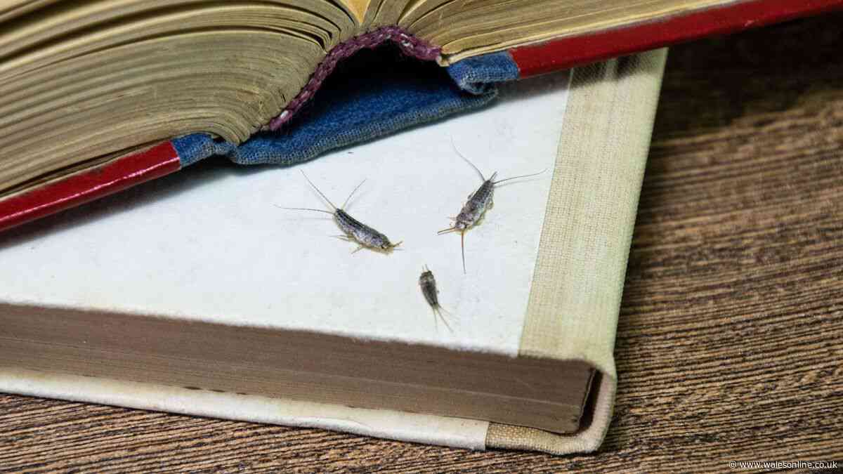 Keep silverfish out of homes by doing 1 simple task after bathing