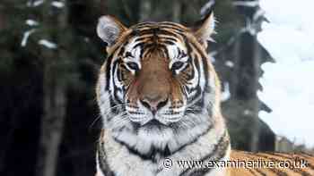 'I was in a cabin at night when a tiger burst in and ate my arm'