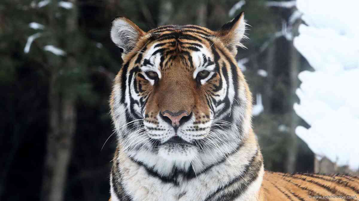 'I was in a cabin at night when a tiger burst in and ate my arm'