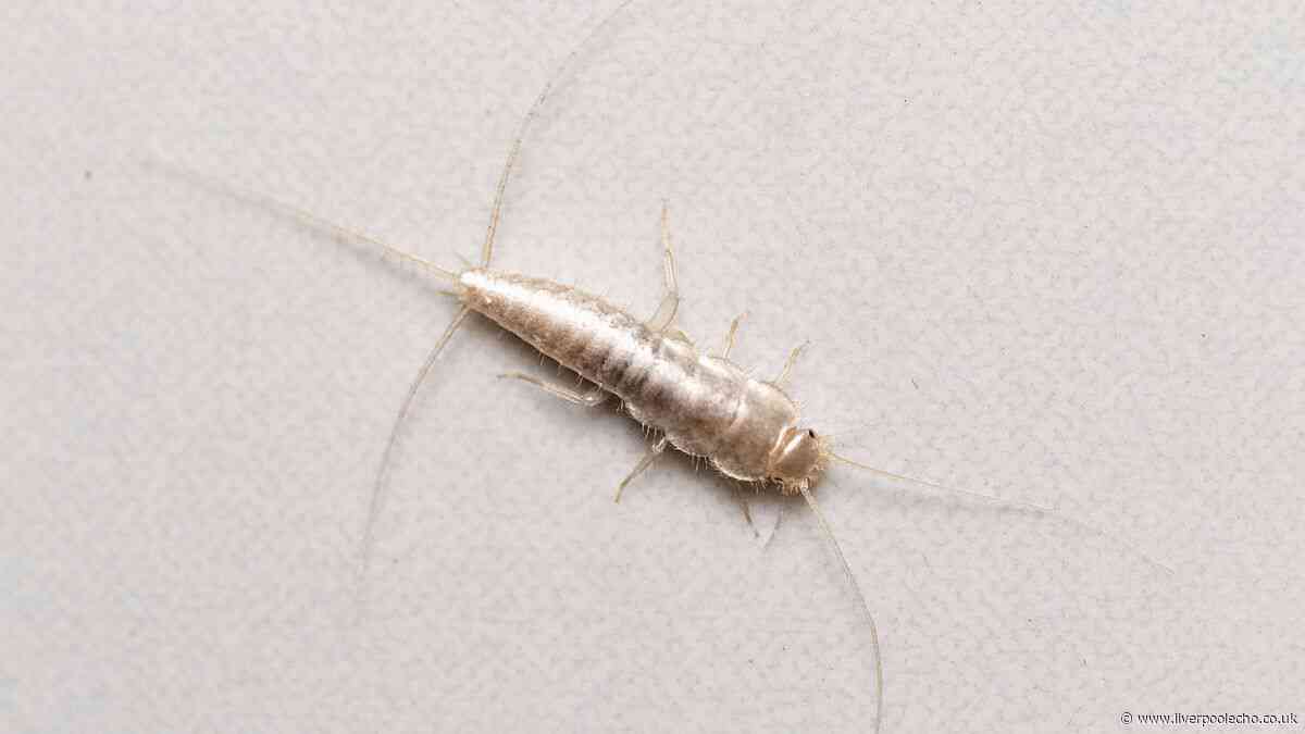 Banish silverfish from homes by doing 1 thing after showering