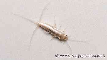 Banish silverfish from homes by doing 1 thing after showering
