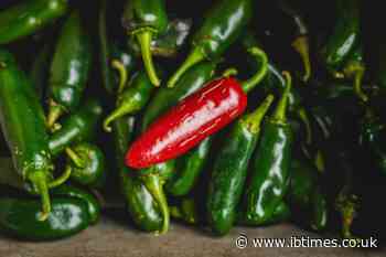 Jalapeño Salmonella Outbreak Hits 431 Cases Across 32 States, but the True Toll Could Be Higher