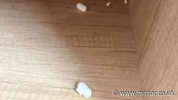 Mum's anger after children find pills in holiday park caravan
