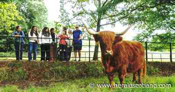 The 10 best places to see Highland cows in Scotland