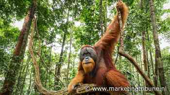 WWF zet natuurherstel centraal