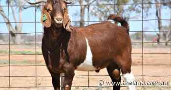 Charges laid following alleged illegal transportation of more than 100 goats